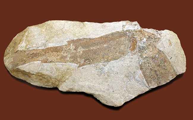 ブラジル産白亜紀の絶滅古代魚、タッリアス。２匹が同居したノジュール標本。（その5）