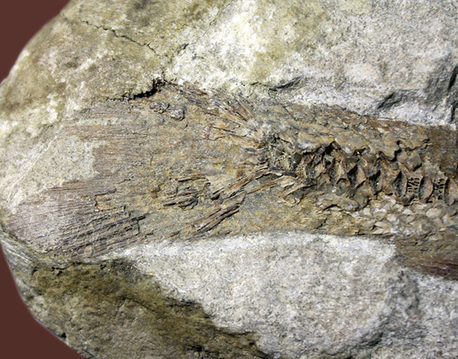 ブラジル産白亜紀の絶滅古代魚、タッリアス。2匹が同居したノジュール