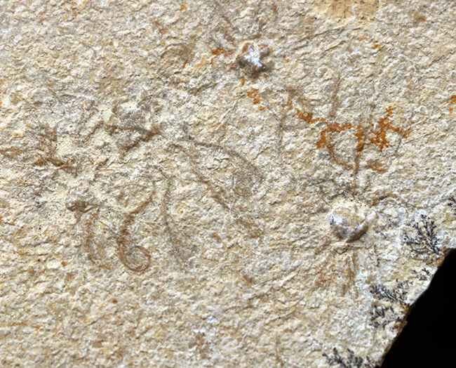 大判！ドイツ・ゾルンホーフェン産ジュラ紀の海洋生物、サッココーマ（Saccocoma tenella）のマルチプレート化石（その1）
