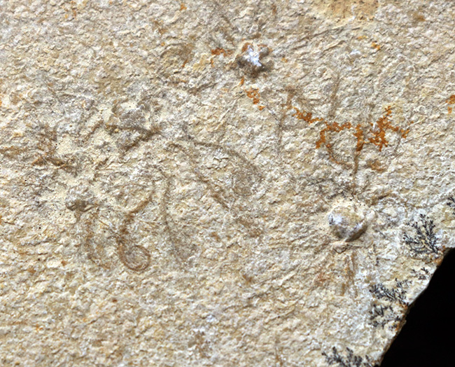 大判!ドイツ・ゾルンホーフェン産ジュラ紀の海洋生物、サッココーマ(Saccocoma tenella)のマルチプレート化石(その1)