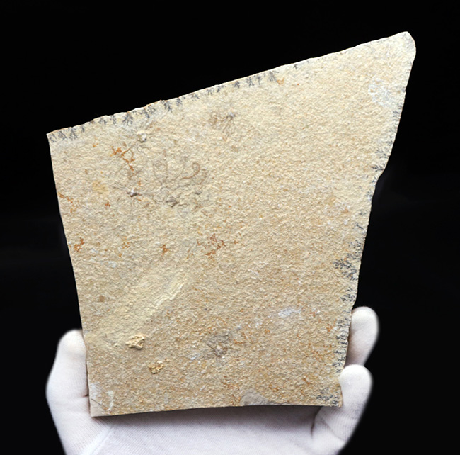 大判!ドイツ・ゾルンホーフェン産ジュラ紀の海洋生物、サッココーマ(Saccocoma tenella)のマルチプレート化石(その2)