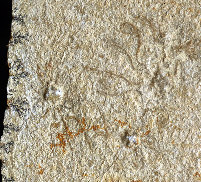 大判！ドイツ・ゾルンホーフェン産ジュラ紀の海洋生物、サッココーマ（Saccocoma tenella）のマルチプレート化石（その4）