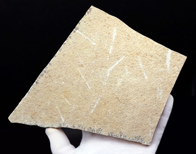 大判!ドイツ・ゾルンホーフェン産ジュラ紀の海洋生物、サッココーマ(Saccocoma tenella)のマルチプレート化石(その5)