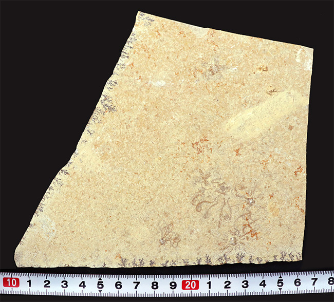 大判！ドイツ・ゾルンホーフェン産ジュラ紀の海洋生物、サッココーマ（Saccocoma tenella）のマルチプレート化石（その7）
