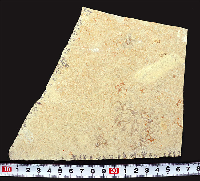 大判!ドイツ・ゾルンホーフェン産ジュラ紀の海洋生物、サッココーマ(Saccocoma tenella)のマルチプレート化石(その7)