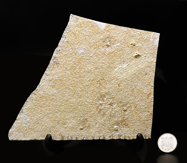 大判!ドイツ・ゾルンホーフェン産ジュラ紀の海洋生物、サッココーマ(Saccocoma tenella)のマルチプレート化石(その8)
