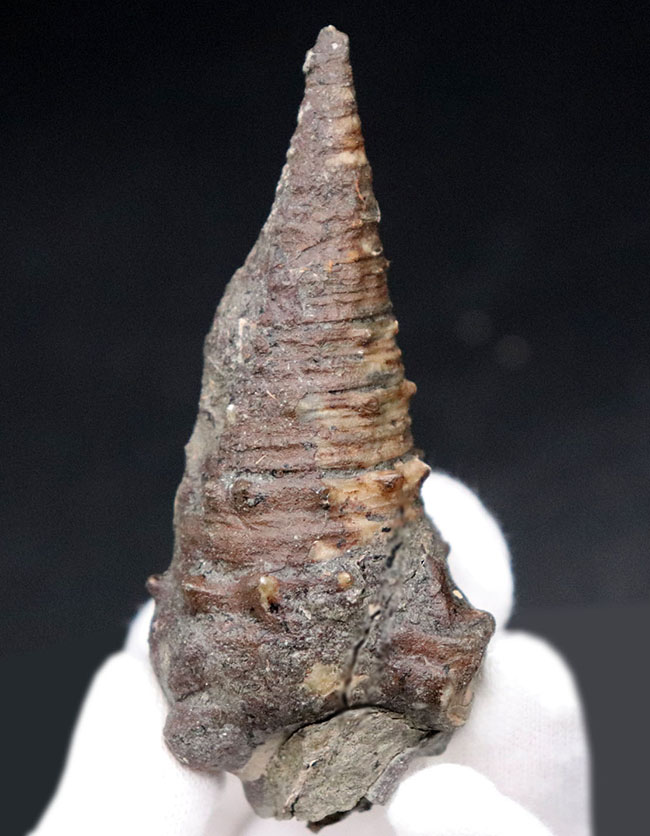 突起の数々まで保存された素晴らしい保存状態の古代の巻き貝、ビカリア（Vicarya）（その2）