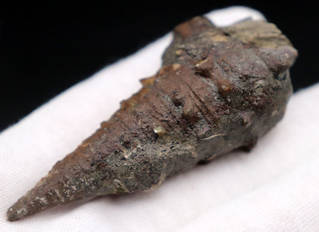 突起の数々まで保存された素晴らしい保存状態の古代の巻き貝、ビカリア（Vicarya）（その3）