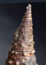 突起の数々まで保存された素晴らしい保存状態の古代の巻き貝、ビカリア（Vicarya）