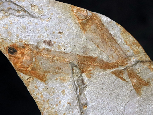 六匹が共生!中国遼寧省で採集されたジュラ紀後期の淡水古代魚、リコプテラ(Lycoptera)のマルチプレート化石(その2)