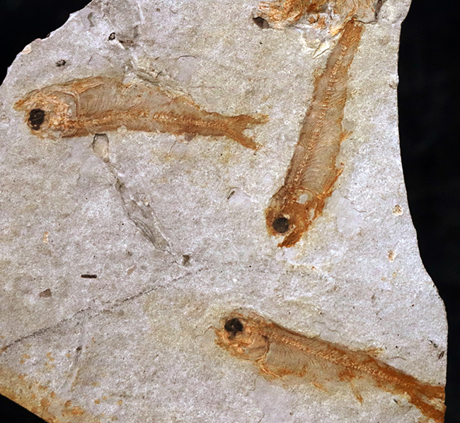 六匹が共生!中国遼寧省で採集されたジュラ紀後期の淡水古代魚、リコプテラ(Lycoptera)のマルチプレート化石(その3)