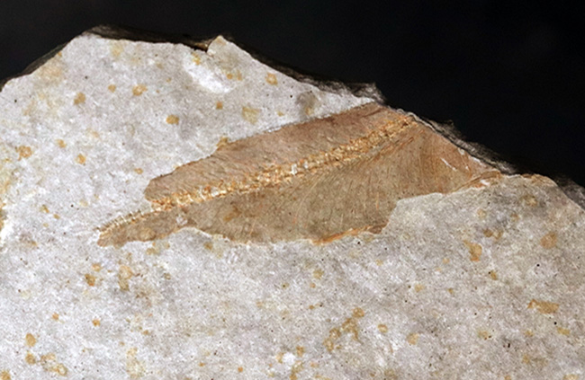 六匹が共生!中国遼寧省で採集されたジュラ紀後期の淡水古代魚、リコプテラ(Lycoptera)のマルチプレート化石(その6)