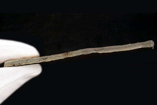 六匹が共生!中国遼寧省で採集されたジュラ紀後期の淡水古代魚、リコプテラ(Lycoptera)のマルチプレート化石(その7)