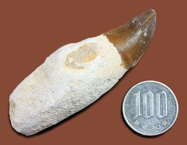 白亜紀後期の海の覇者、モササウルスの歯根付き歯化石（Mosasaurus）（その8）