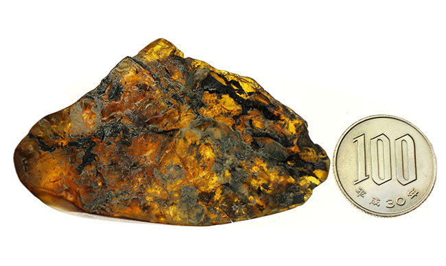 「激変」をお楽しみください。珍しい、メキシコ産のブルーアンバー(Amber)。紫外線ライト付き。(その10)
