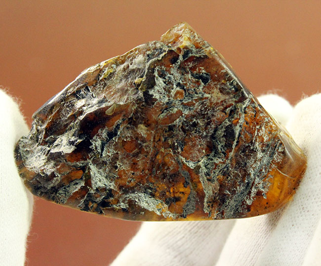 「激変」をお楽しみください。珍しい、メキシコ産のブルーアンバー(Amber)。紫外線ライト付き。(その3)