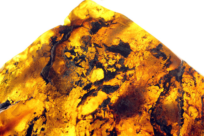 「激変」をお楽しみください。珍しい、メキシコ産のブルーアンバー(Amber)。紫外線ライト付き。(その4)