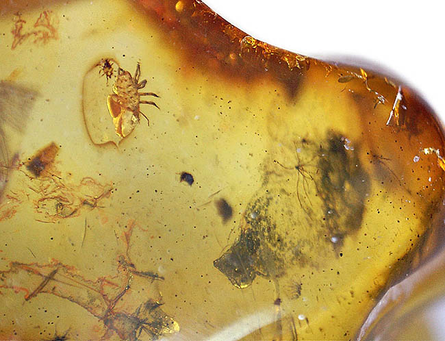 フライ系の昆虫が多数取り込まれたバルト海産琥珀。透明度が高い高品位品。古代からのタイムカプセル。（その11）