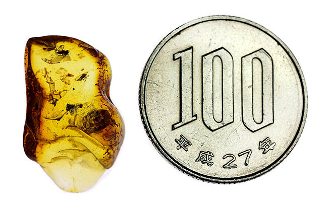 フライ系の昆虫が多数取り込まれたバルト海産琥珀。透明度が高い高品位品。古代からのタイムカプセル。（その13）
