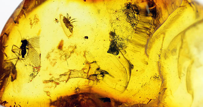 フライ系の昆虫が多数取り込まれたバルト海産琥珀。透明度が高い高品位品。古代からのタイムカプセル。（その4）