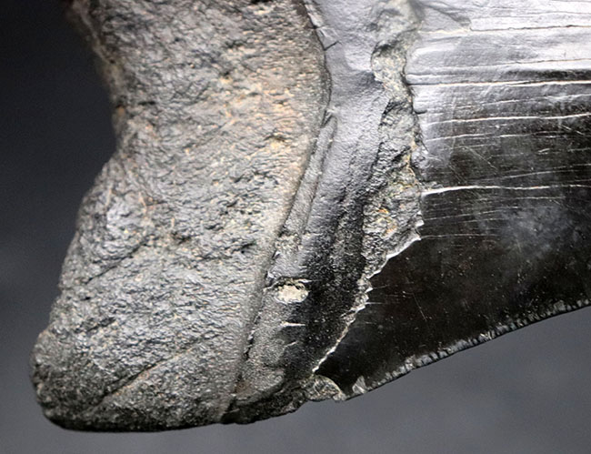 とても希少な１００％ナチュラル！長編計測１２６ミリのビッグサイズ！コレクション品として価値の高いメガロドン（Carcharocles megalodon）の歯化石（その8）