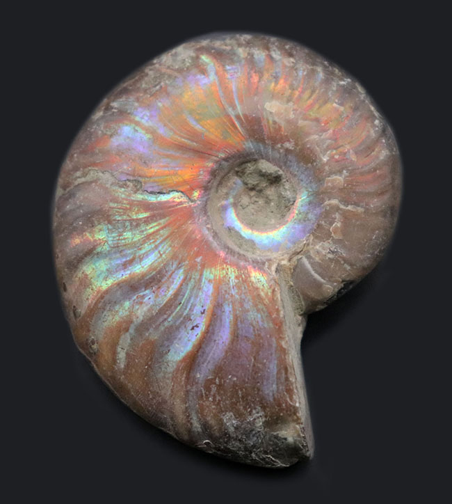 ザ・レインボー！七色に輝くマダガスカル産のアンモナイト、クレオニセラス（Cleoniceras）の化石（その1）