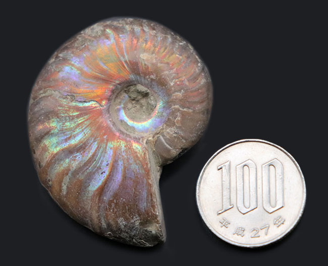 ザ・レインボー！七色に輝くマダガスカル産のアンモナイト、クレオニセラス（Cleoniceras）の化石（その6）