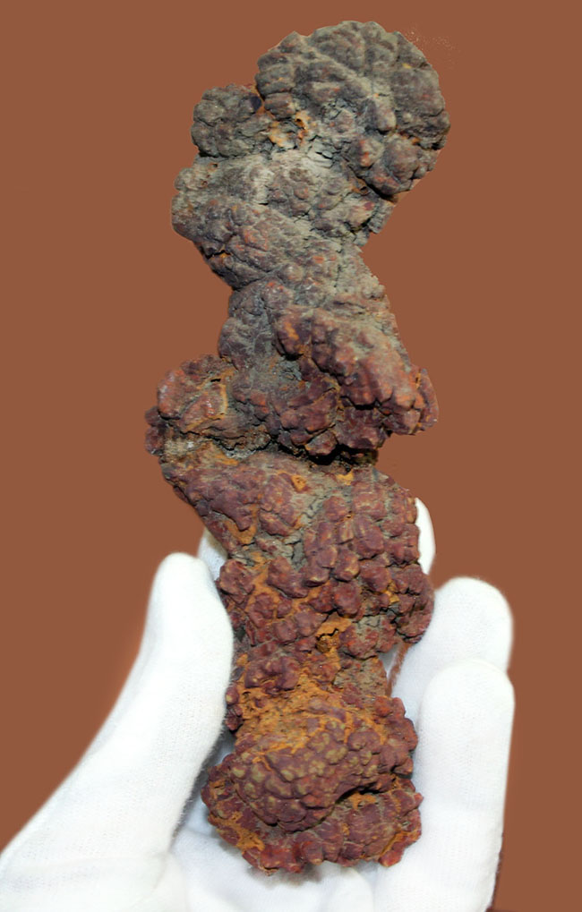 堂々の１５センチ、３００グラムオーバーのアレです。約５０００万年前の水棲生物（おそらくはウミガメ）と思しき糞の化石（Coprolite）（その1）