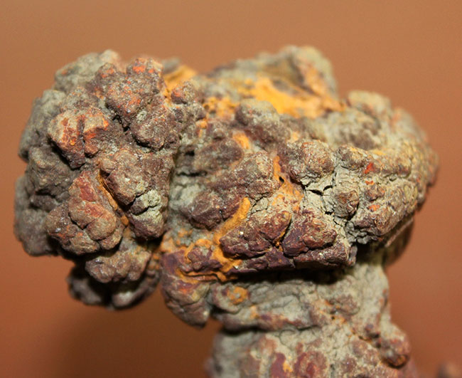 堂々の１５センチ、３００グラムオーバーのアレです。約５０００万年前の水棲生物（おそらくはウミガメ）と思しき糞の化石（Coprolite）（その8）