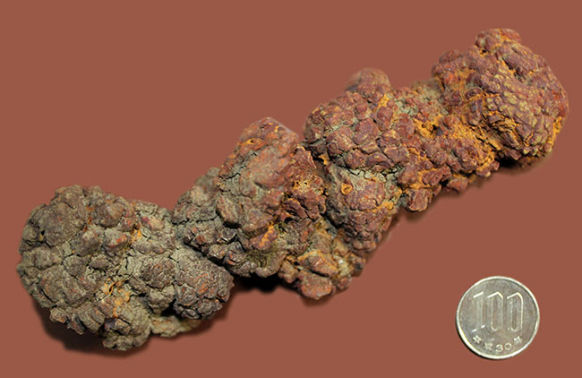 堂々の１５センチ、３００グラムオーバーのアレです。約５０００万年前の水棲生物（おそらくはウミガメ）と思しき糞の化石（Coprolite）（その9）