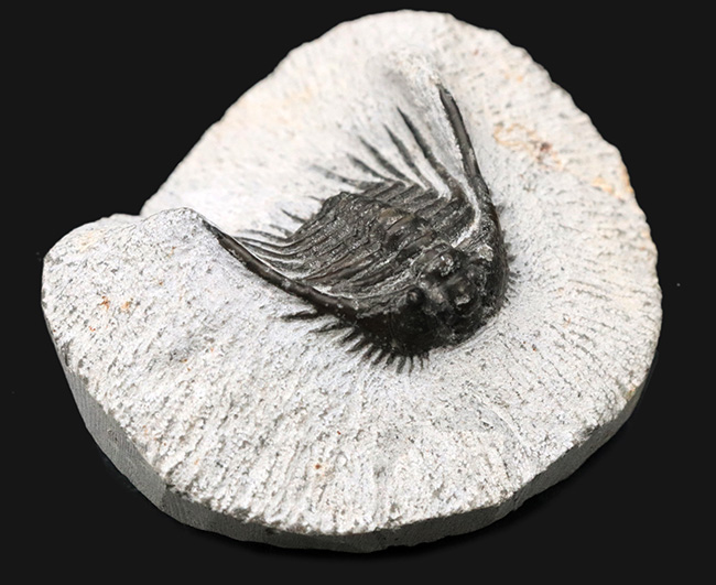 モロッコ産の希少三葉虫、レオナスピス(Leonaspis) の化石（その1）