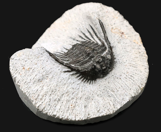 モロッコ産の希少三葉虫、レオナスピス(Leonaspis) の化石(その1)