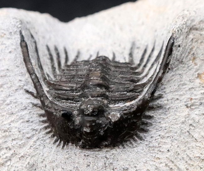 モロッコ産の希少三葉虫、レオナスピス(Leonaspis) の化石(その2)