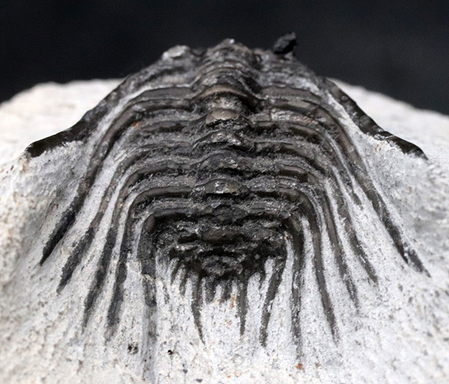 モロッコ産の希少三葉虫、レオナスピス(Leonaspis) の化石（その3）