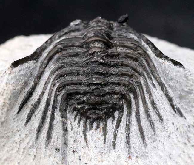 モロッコ産の希少三葉虫、レオナスピス(Leonaspis) の化石(その3)