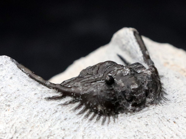 モロッコ産の希少三葉虫、レオナスピス(Leonaspis) の化石(その4)
