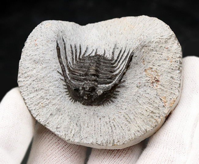 モロッコ産の希少三葉虫、レオナスピス(Leonaspis) の化石(その5)