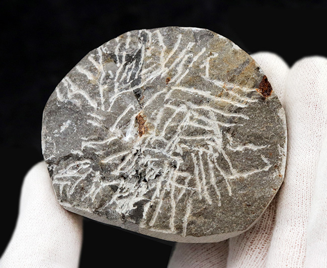モロッコ産の希少三葉虫、レオナスピス(Leonaspis) の化石（その6）