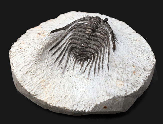 モロッコ産の希少三葉虫、レオナスピス(Leonaspis) の化石（その7）