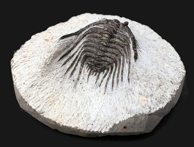 モロッコ産の希少三葉虫、レオナスピス(Leonaspis) の化石 三