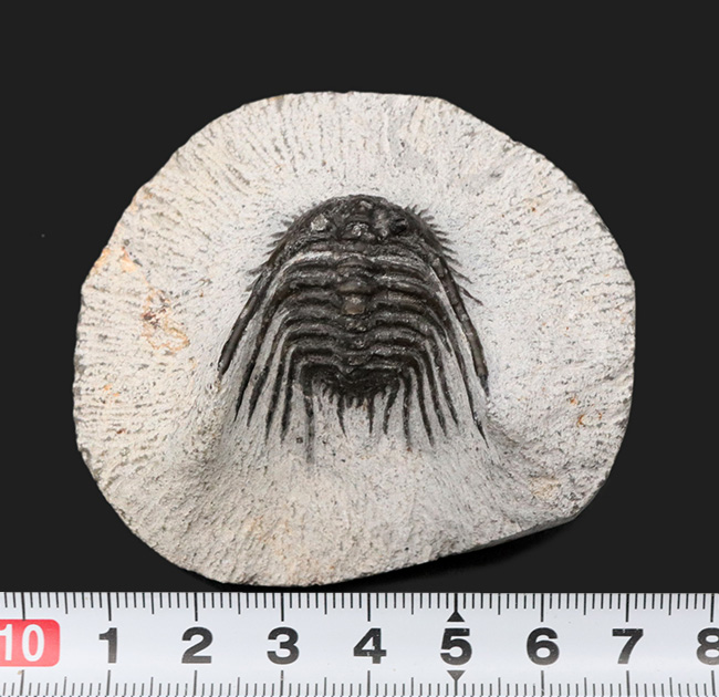 モロッコ産の希少三葉虫、レオナスピス(Leonaspis) の化石(その8)