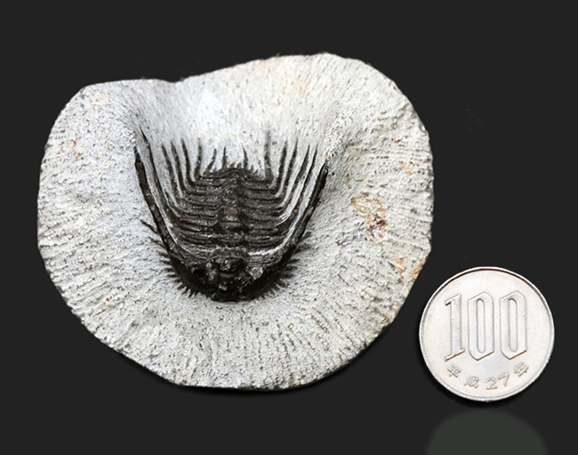 モロッコ産の希少三葉虫、レオナスピス(Leonaspis) の化石(その9)