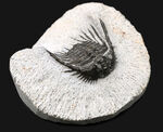 モロッコ産の希少三葉虫、レオナスピス(Leonaspis) の化石