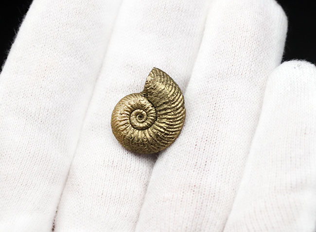 黄金色を呈する、黄鉄鉱化されたアンモナイト、エンステッドセラス(Quenstedtoceras)の上質化石(その3)