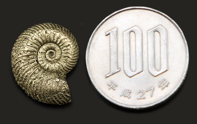 黄金色を呈する、黄鉄鉱化されたアンモナイト、エンステッドセラス(Quenstedtoceras)の上質化石(その7)