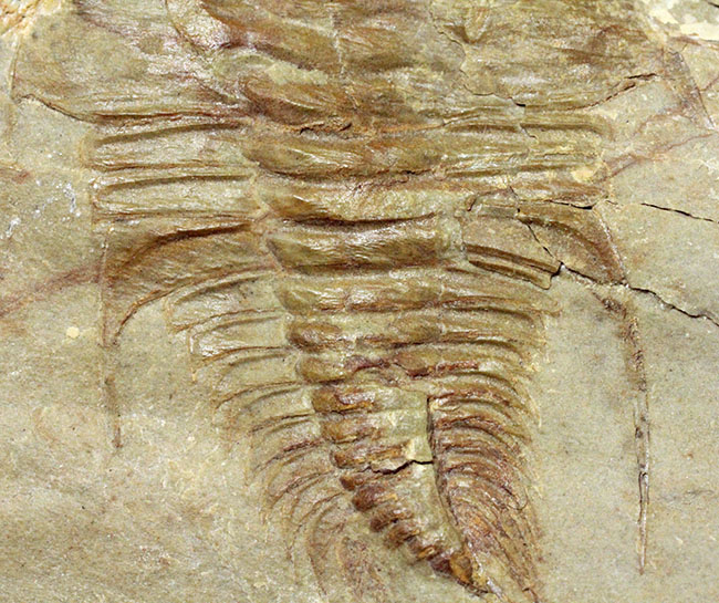 MF 化石 三葉虫 XXL! 巨大オレネルス・フレモンティ・セクション!!