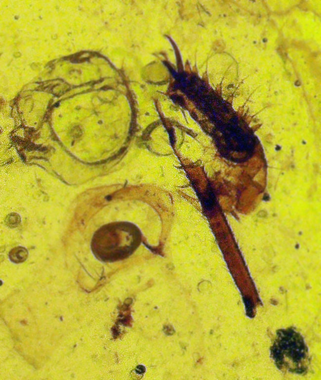 白亜紀の森を封印した化石樹脂ミャンマー琥珀・バーマイト（Burmite）（その1）