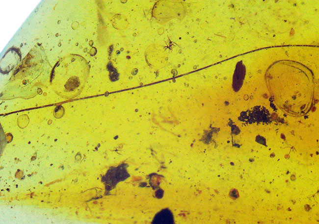 白亜紀の森を封印した化石樹脂ミャンマー琥珀・バーマイト（Burmite）（その4）