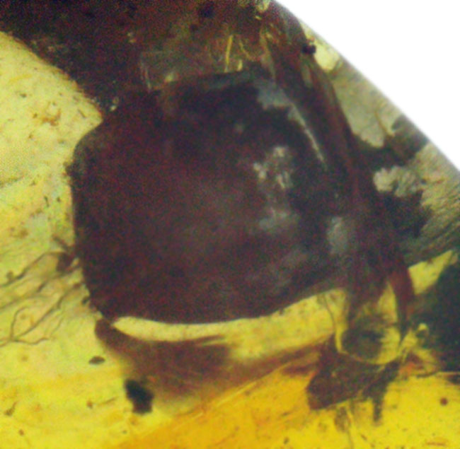 白亜紀の森を封印した化石樹脂ミャンマー琥珀・バーマイト（Burmite）（その6）