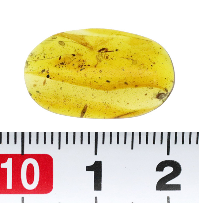 白亜紀の森を封印した化石樹脂ミャンマー琥珀・バーマイト（Burmite）（その7）